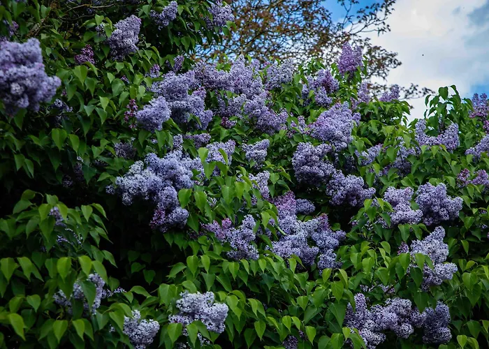 Neu! Ulenhuus Mecklenburgische Schweiz - Familienurlaube Bis Zu 12 Personen Апартаменты